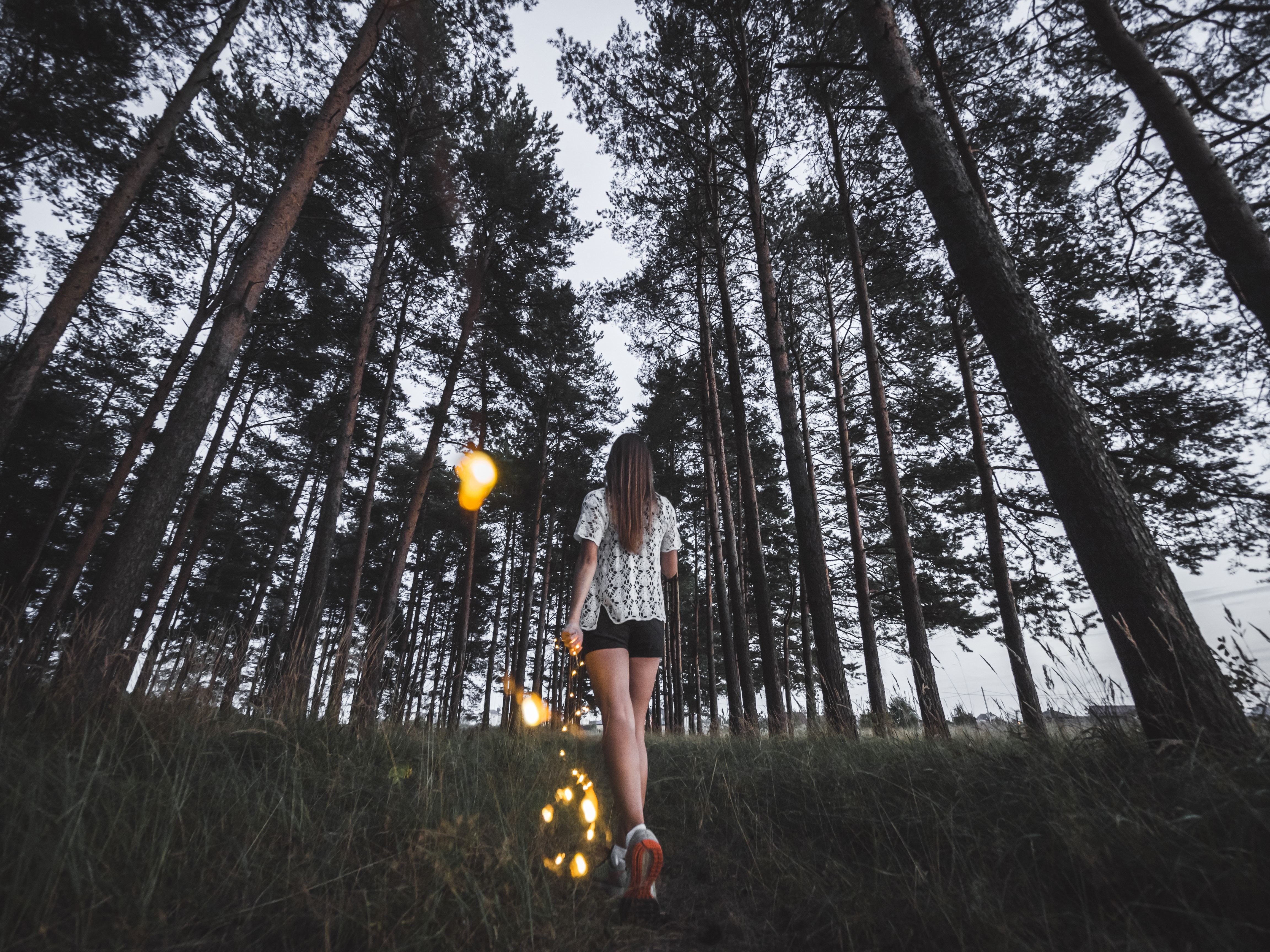 standing forest